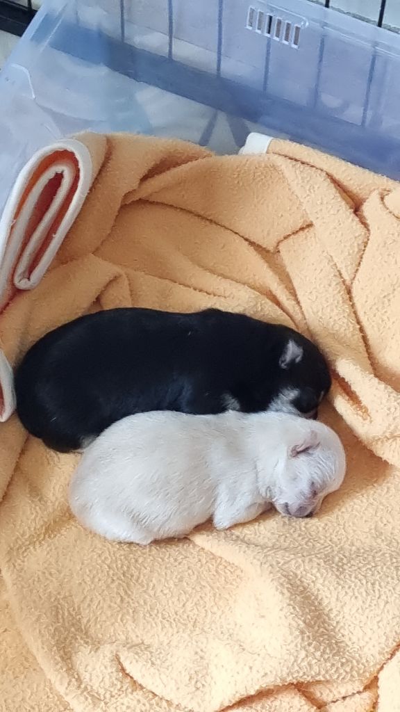 Naissance au Clos d'Odessa 