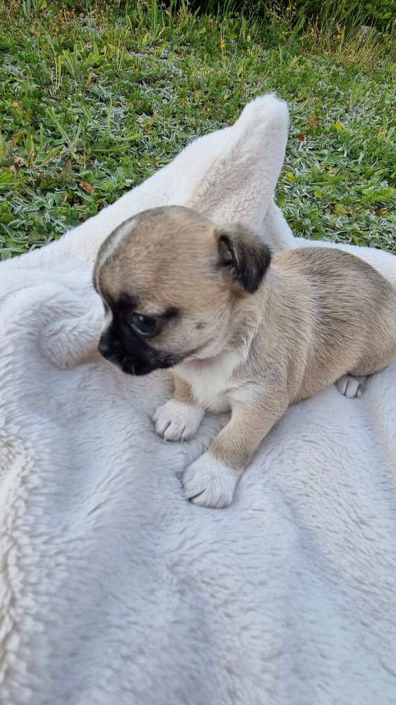Du Clos D'Odessa - Chiots disponibles - Chihuahua