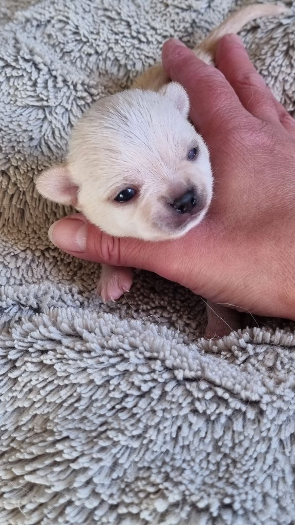 Du Clos D'Odessa - Chiots disponibles - Chihuahua