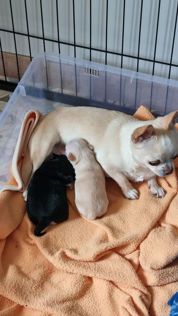 Chiot Chihuahua Du Clos D'Odessa